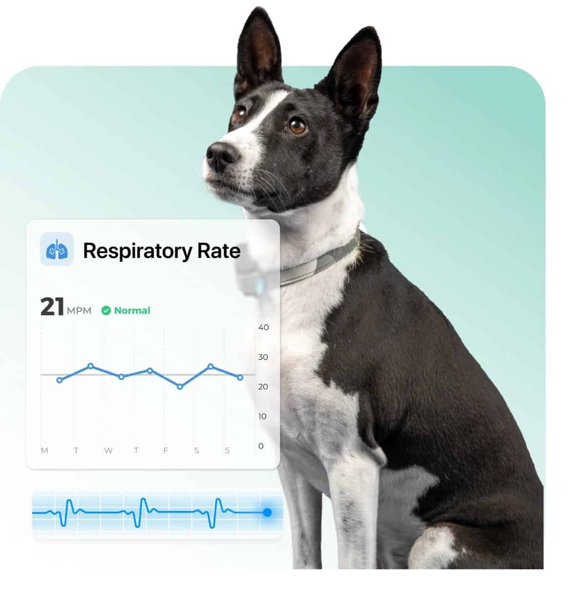 Minitailz-gezondheidsregistratie